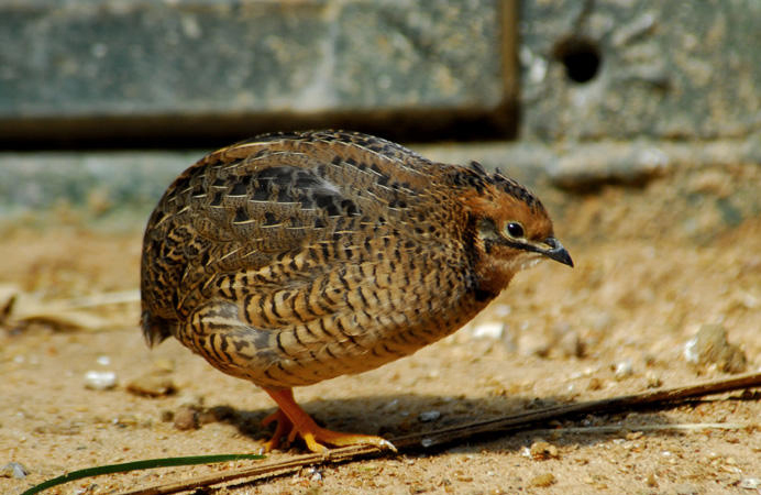Japanese quail (Coturnix coturnix japonica)